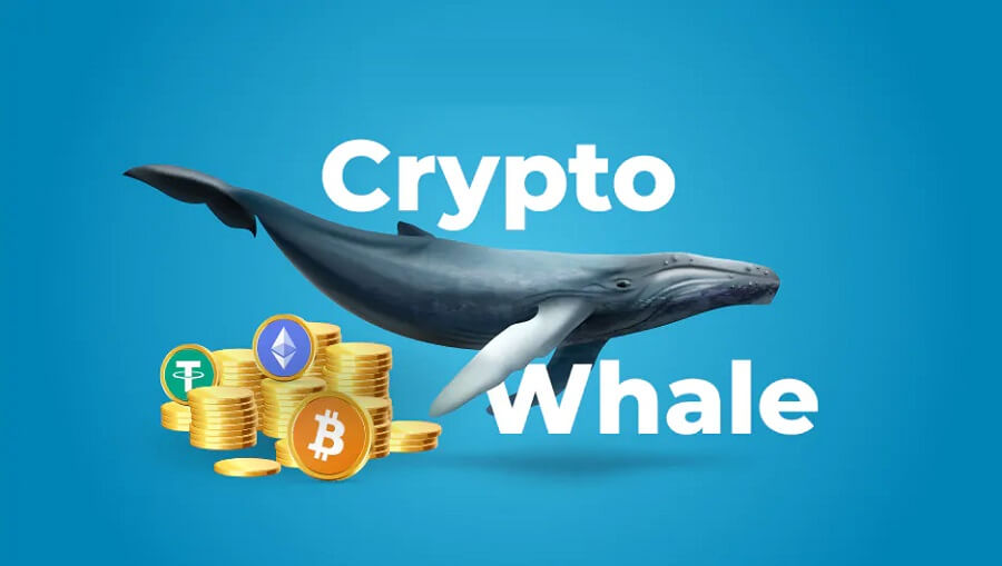 Whale power